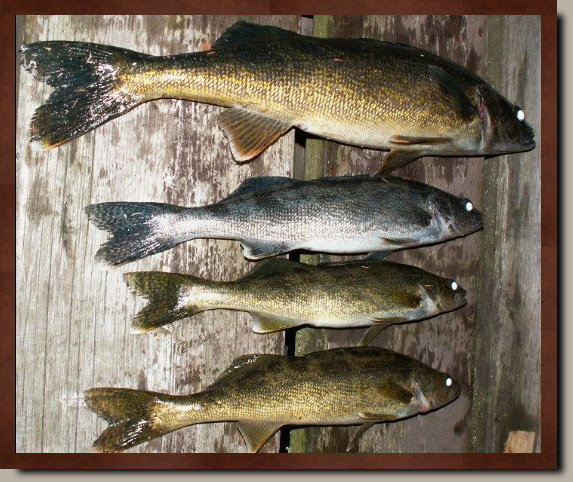 Blue walleye fish
