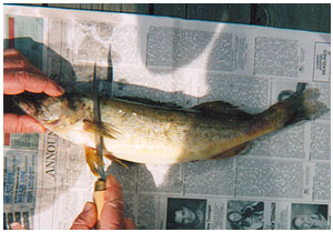How to Clean Walleye