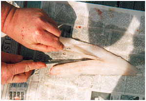 How to Clean Walleye