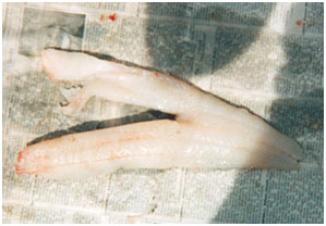 How to Clean Walleye