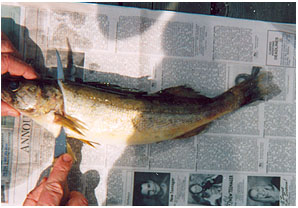How to Clean Walleye