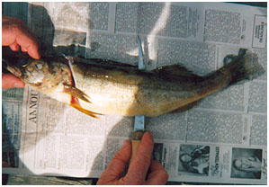 How to Clean Walleye