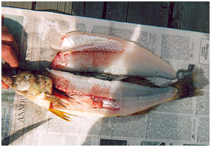 How to Clean Walleye