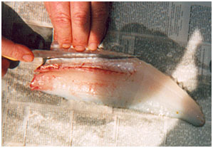 How to Clean Walleye