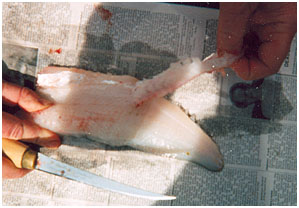 How to Clean Walleye