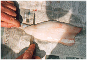 How to Clean Walleye