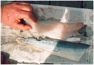 How to Clean Walleye