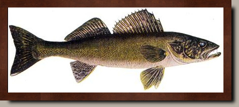 How to Catch Walleye