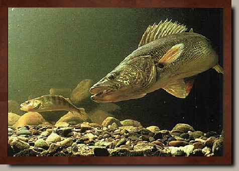 How to Catch Walleye