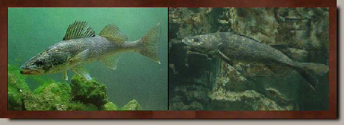 How to Catch Walleye