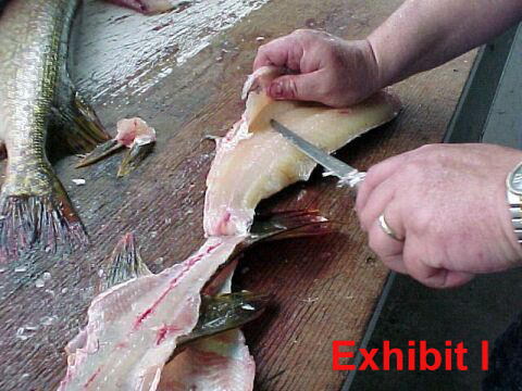 fillet pike remove y-bones from northern pike