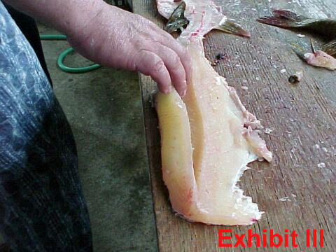 fillet pike remove y-bones from northern pike