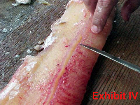 fillet pike remove y-bones from northern pike