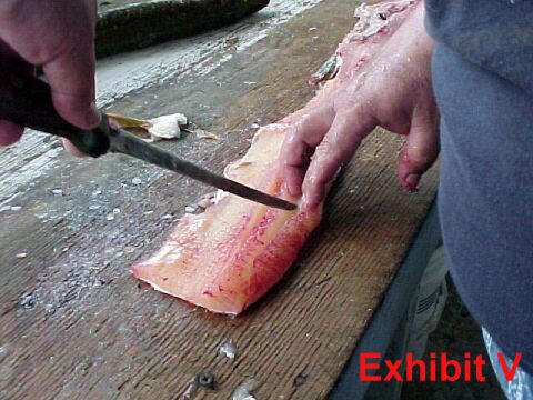 fillet pike remove y-bones from northern pike