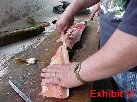 fillet pike remove y-bones from northern pike