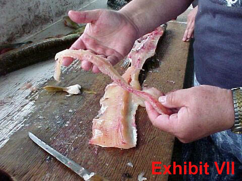 fillet pike remove y-bones from northern pike