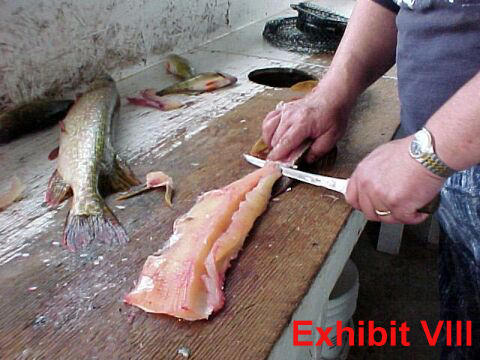 fillet pike remove y-bones from northern pike