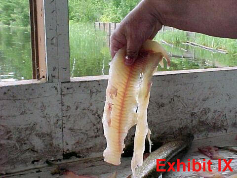 fillet pike remove y-bones from northern pike